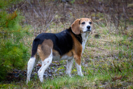 Beagle Dog Nature