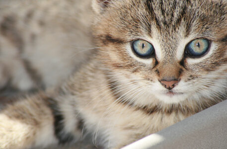 Cat Feline Portrait