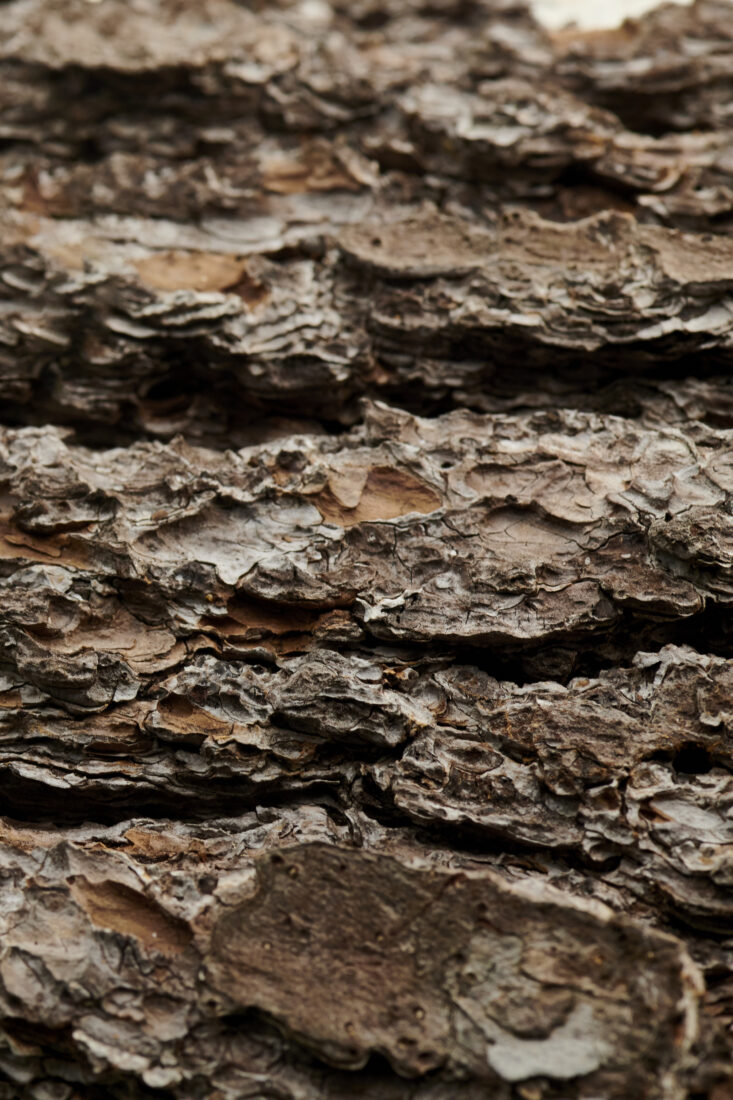 Free stock image of Bark Texture Tree