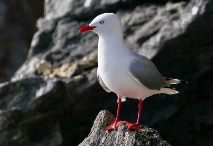 Sea Gull Animal