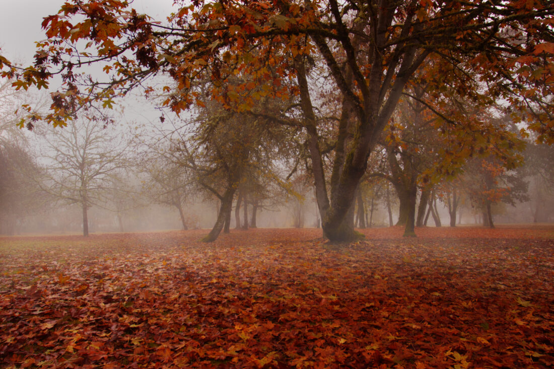 Free stock image of Moody Fall Landscape