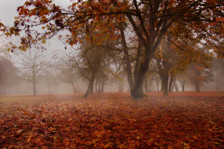 Moody Fall Landscape