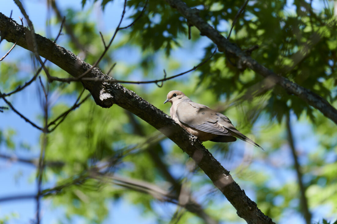 Free stock image of Dove Bird Tree