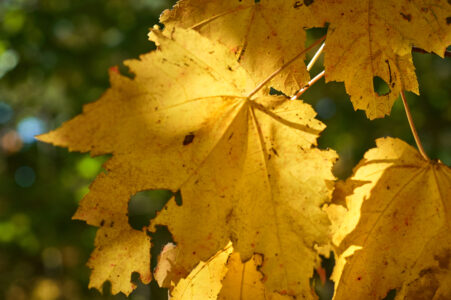 Golden Fall Leaves